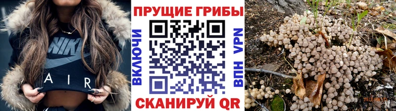 Псилоцибиновые грибы Psilocybine cubensis  Кемерово 